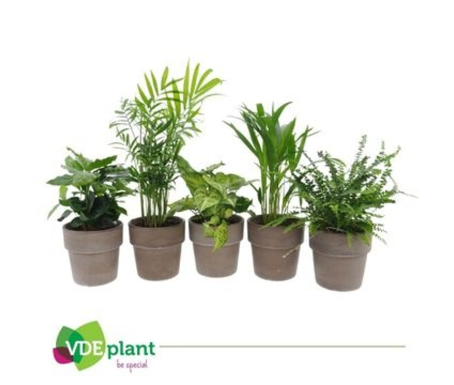PLANTES VERTES VARIEES P TERRACOTTA