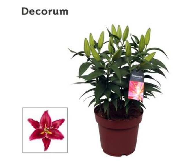 LILIUM ORIENTAL MAGNY ROUGE 5PP