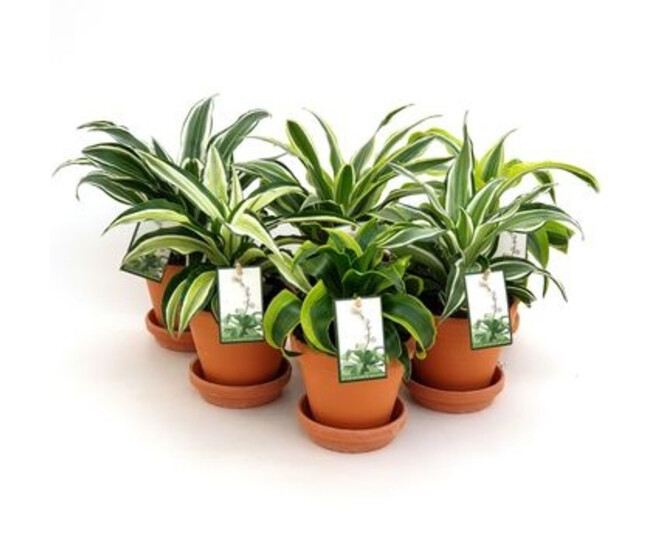 DRACAENA DRAGON VARIE P TERRE