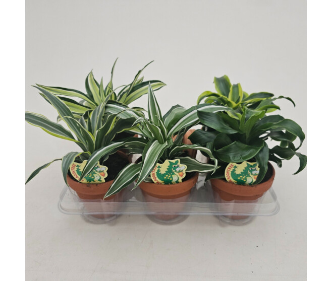 DRACAENA DRAGON VARIE P TERRE