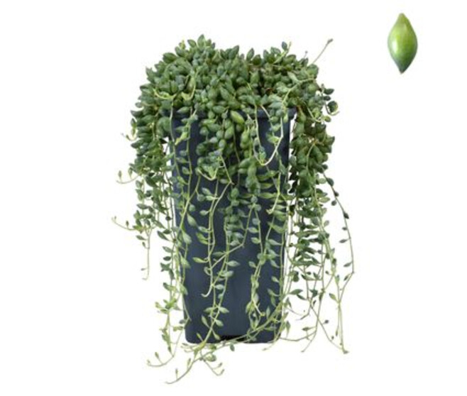 SENECIO HERREIANUS