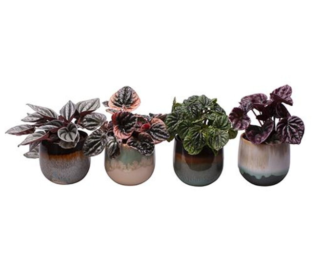 PEPEROMIA CAPERATA