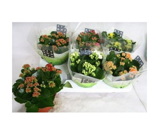KALANCHOE FL DBLE VARIES
