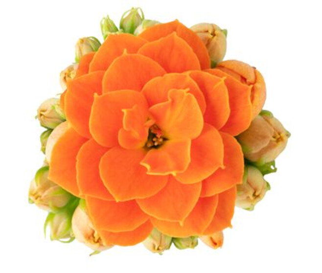 KALANCHOE FL DBLE ORANGE