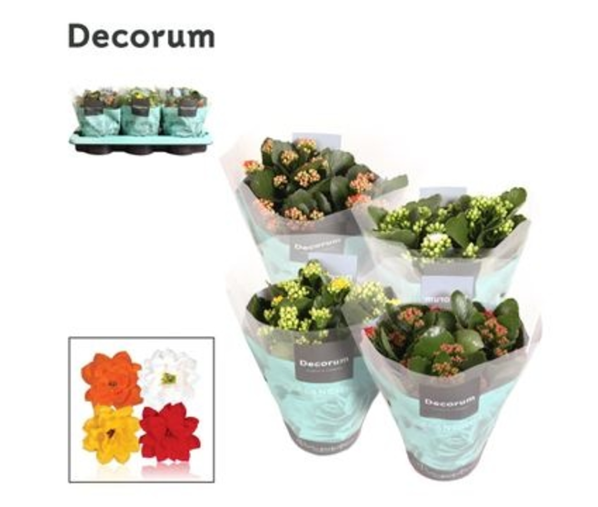 KALANCHOE FL DBLE VARIES