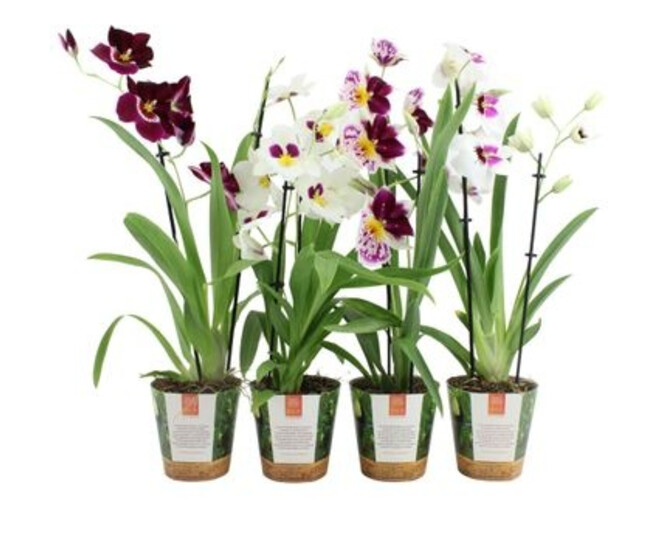 MILTONIA 2BR VARIES POTCOVER