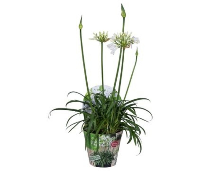 AGAPANTHE SUMMER LOVE BLANCHE