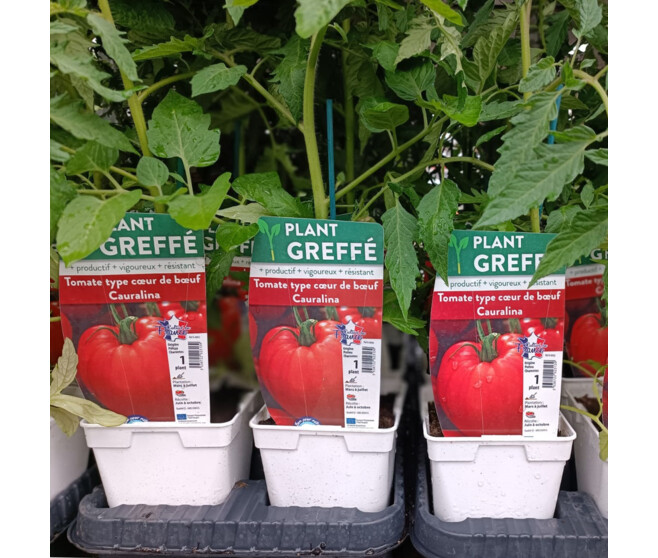 TOMATE GREFFEE COEUR CAURALINA