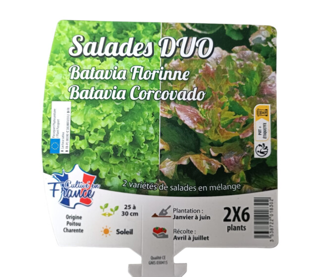 DUO BATAVIA FLORINE/CORCOVADO BQ12