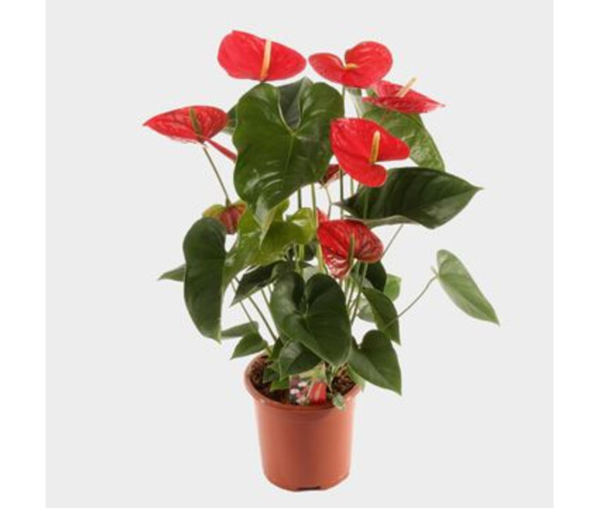 ANTHURIUM ANDREANUM RED WINNER