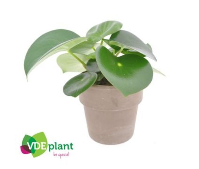 PEPEROMIA RAINDROP P TERRE