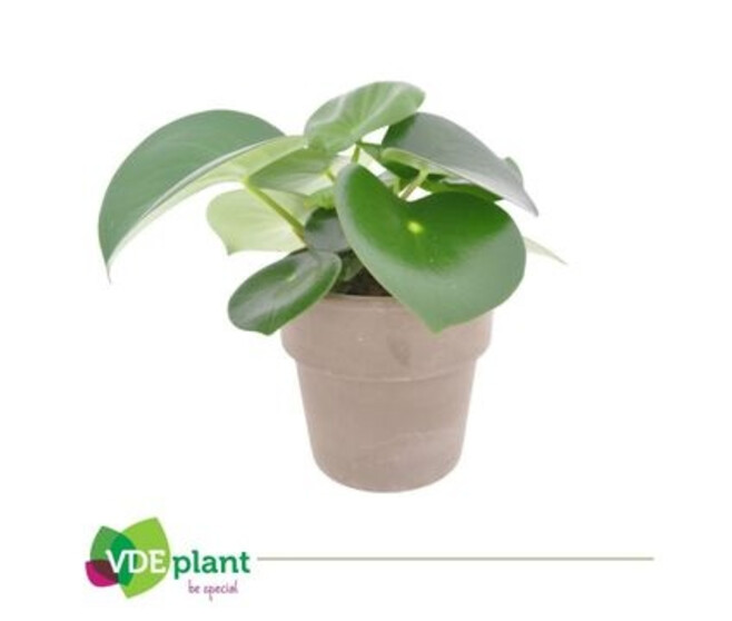 PEPEROMIA RAINDROP P TERRE