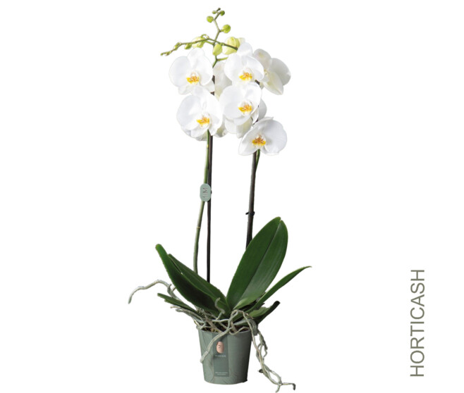 PHALAENOPSIS 2BR BLANC