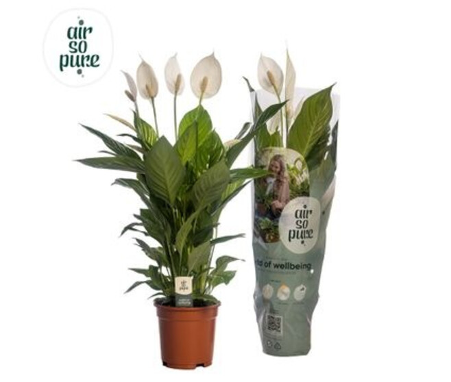 SPATHIPHYLLUM VIVALDI