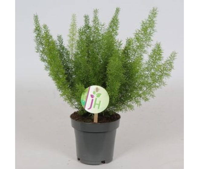 ASPARAGUS MEYERS