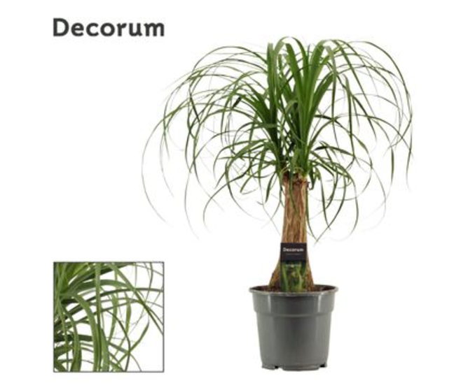 BEAUCARNEA TIGE