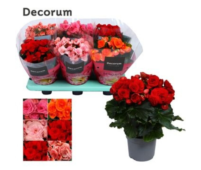 BEGONIA VARIE