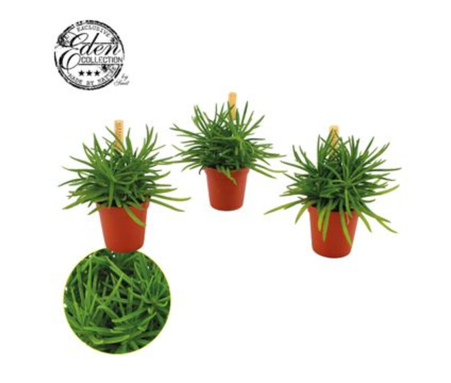 SENECIO HIMALAYA