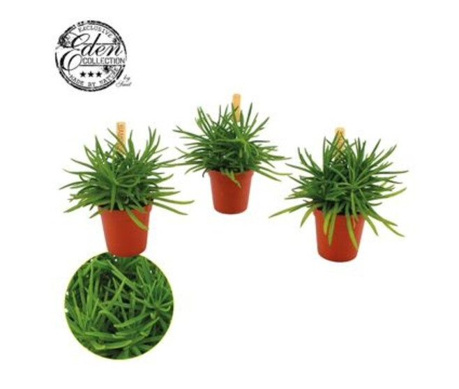 SENECIO HIMALAYA