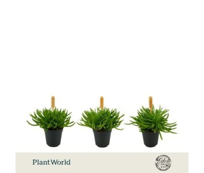 SENECIO HIMALAYA