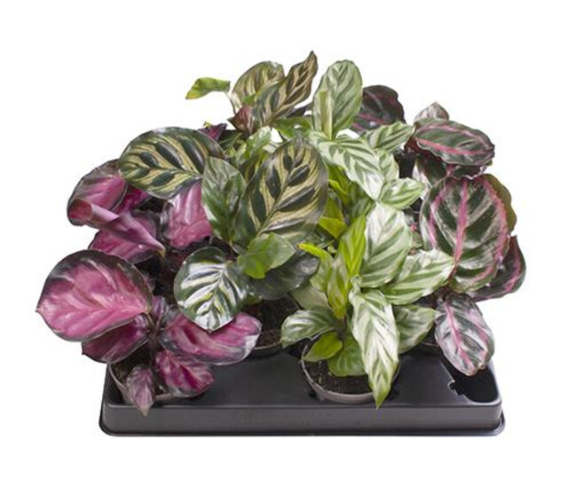 CALATHEA MAKOYANA VARIE