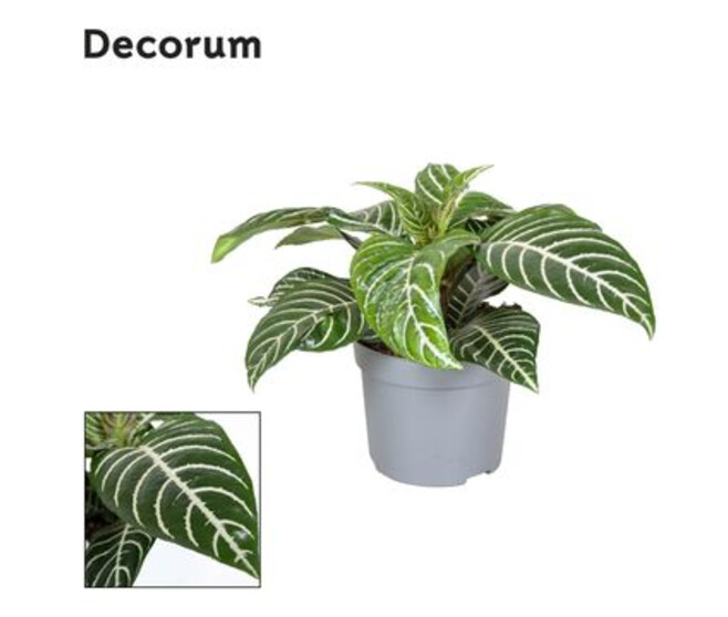 APHELANDRA BOTANICA