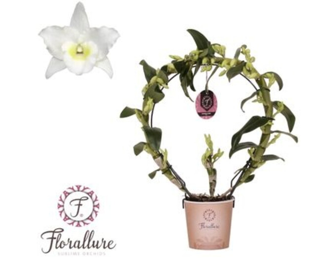 DENDROBIUM 2BR NOBILE BLANC ARCEAU