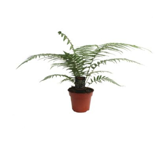 DICKSONIA ANTARCTICA