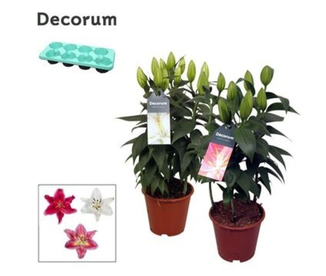 LILIUM VARIE 3PP
