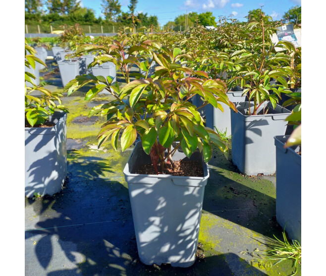 PAEONIA PIVOINE DR A FLEMING