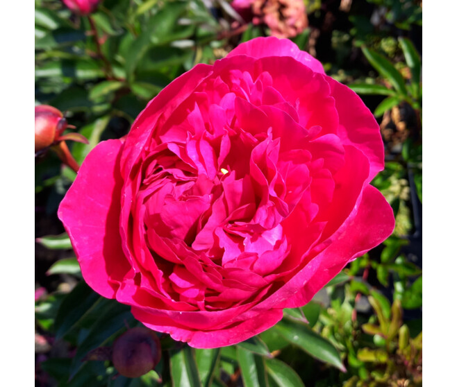 PAEONIA PIVOINE KANSAS