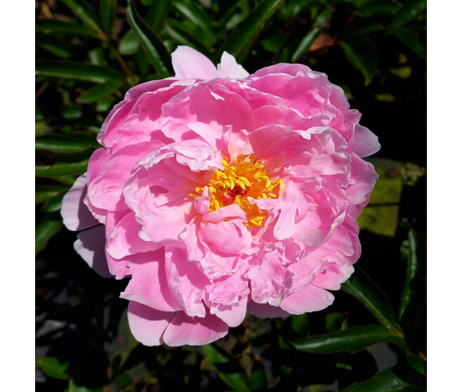 PAEONIA PIVOINE SARAH BERNARDT