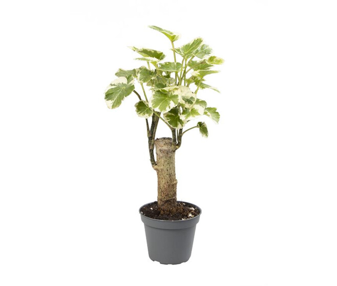 ARALIA BALFOURIANA PANACHE TIGE