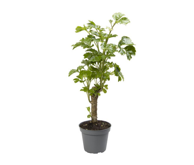 ARALIA BALFOURIANA TIGE