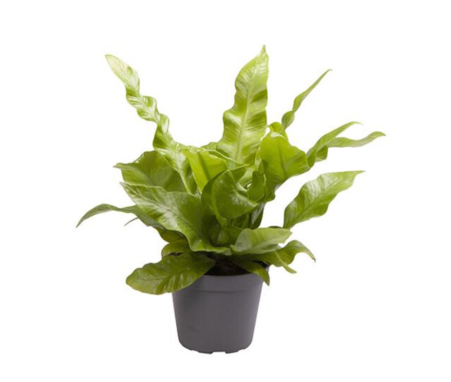 ASPLENIUM CRISPIY WAVE