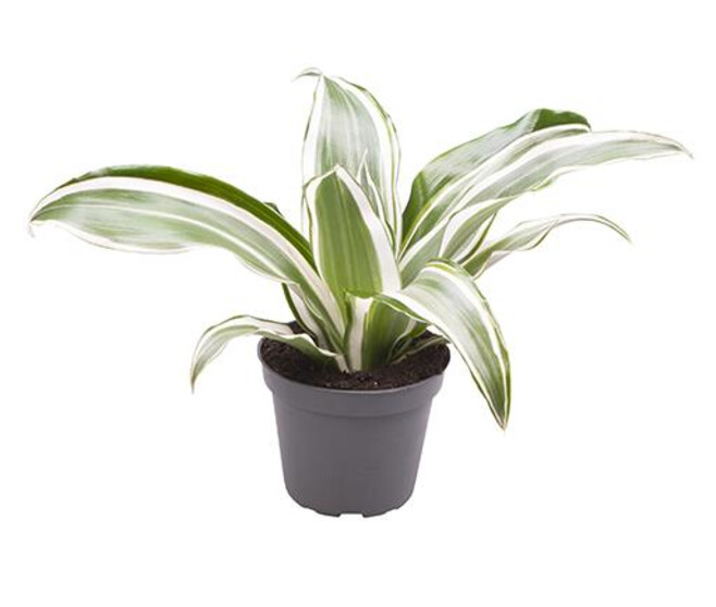 DRACAENA DRAGON TREE WHITE JEWEL