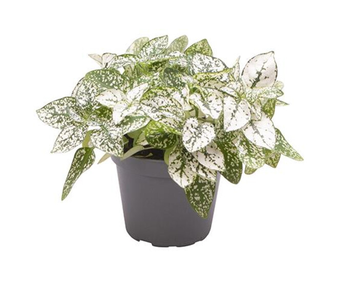 HYPOESTES BLANC