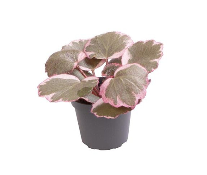SAXIFRAGE STOLONIFERA