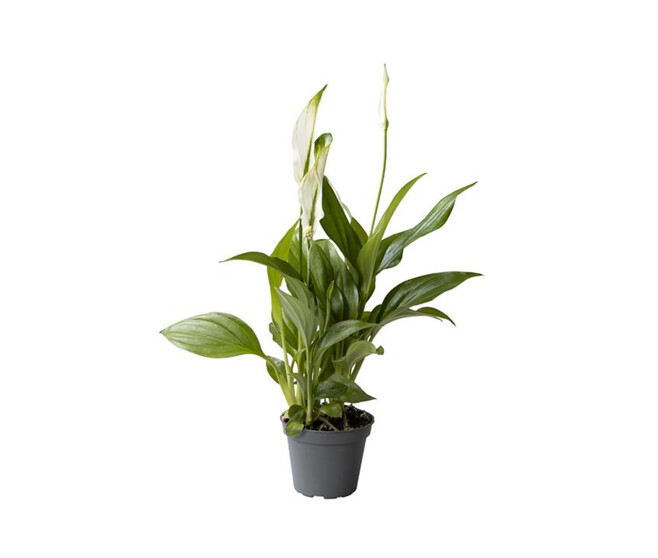 SPATHIPHYLLUM CUPIDO