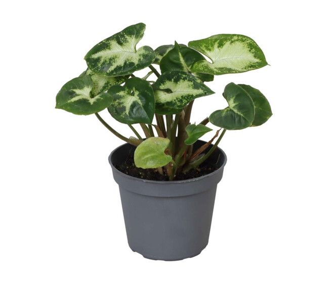 SYNGONIUM PIXIE