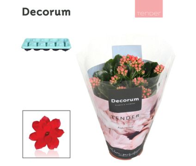 KALANCHOE FL DBLE ROUGE