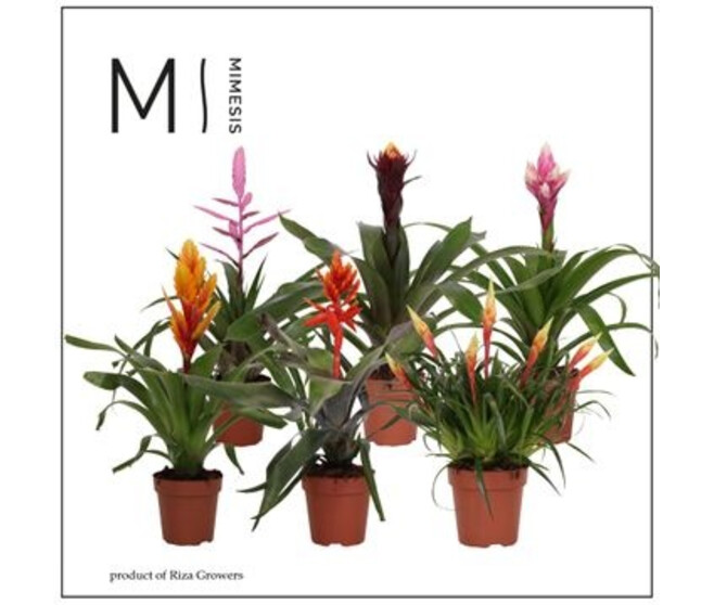 BROMELIACEE ROYAL GREEN RITUALS