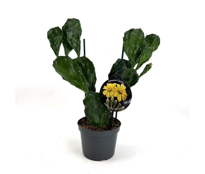 CACTUS OPUNTIA JAMAICA