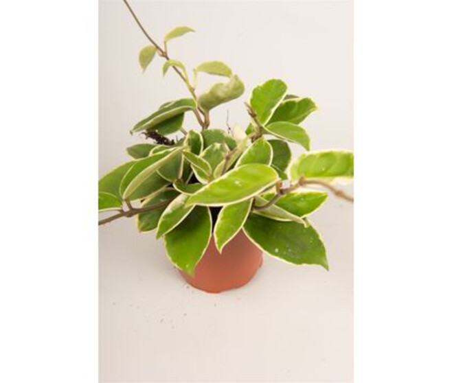 HOYA CARNOSA KRIMSON QUEEN 4PP