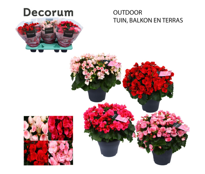 BEGONIA VARIES