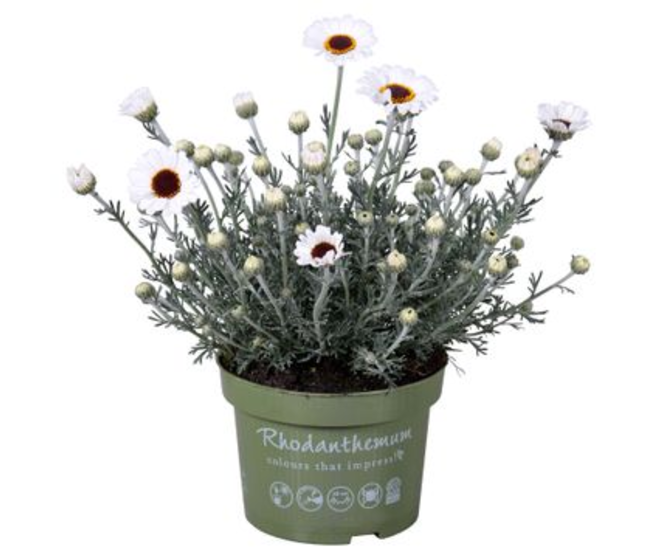 RHODANTHEMUM CASABLANCA