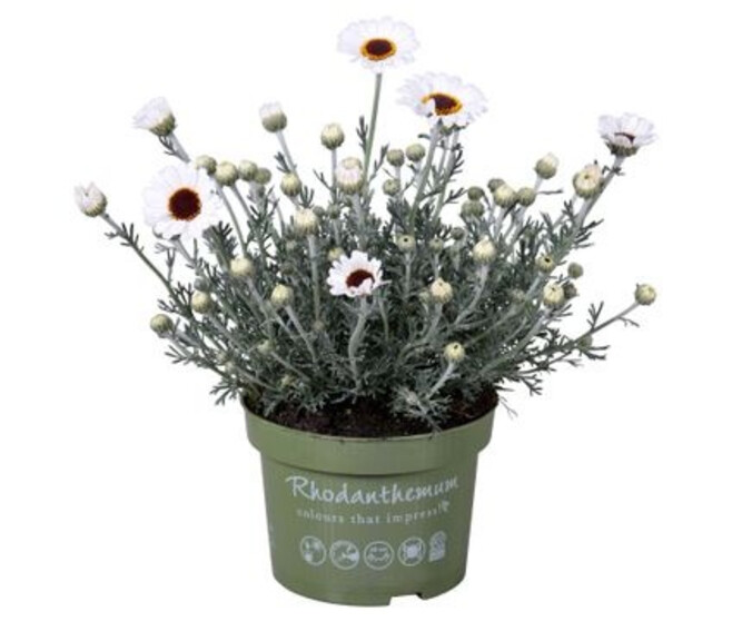 RHODANTHEMUM CASABLANCA