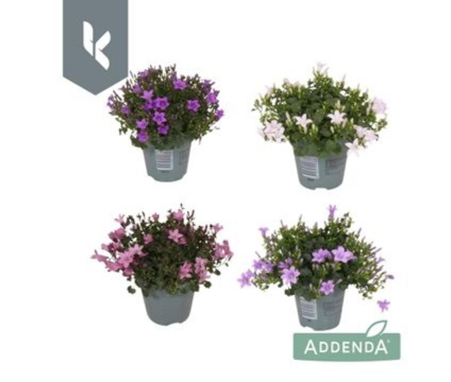 CAMPANULE AMBELLA VARIEES