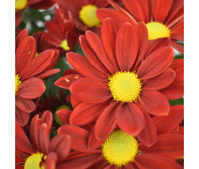 MARGUERITE D AUTOMNE COUPE GRISE