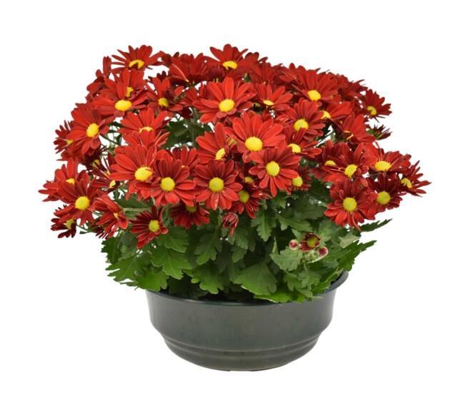 MARGUERITE D AUTOMNE COUPE GRISE